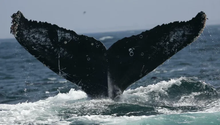 Humpback Whales